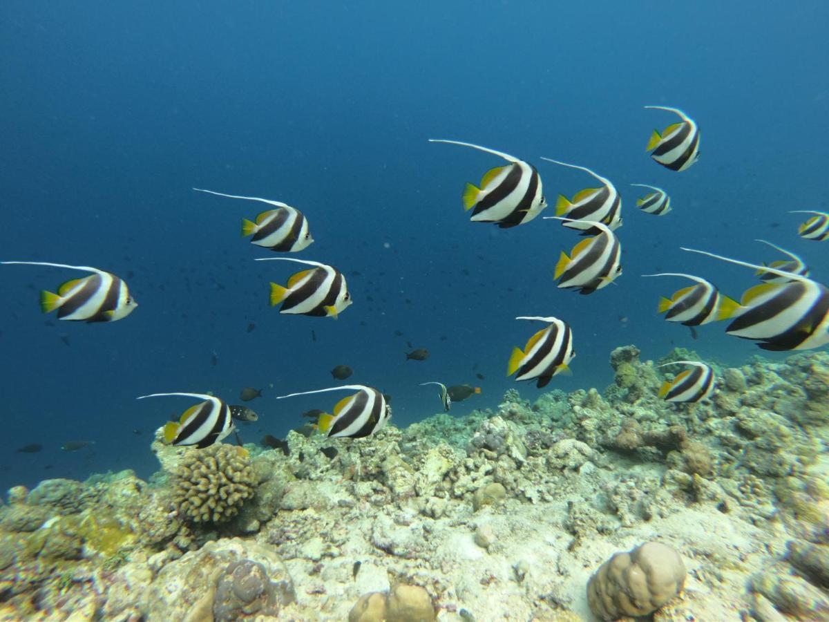 White Tern Maldives Otel Maamigili Dış mekan fotoğraf